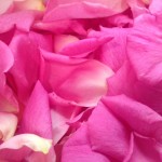 Scooping rose petals