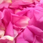 Sensory activity with rose petals